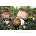 GMP and HACCP certificate;edible and medicine mushroom;high quality agaricus blazei extract